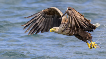 White-tailed eagle flying close above the water's surface with a fish in its claws. 