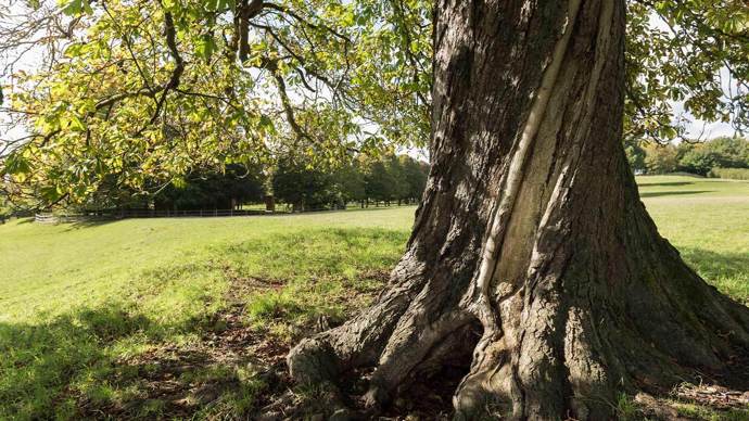 A horse chestnut tree scarred by lightning.