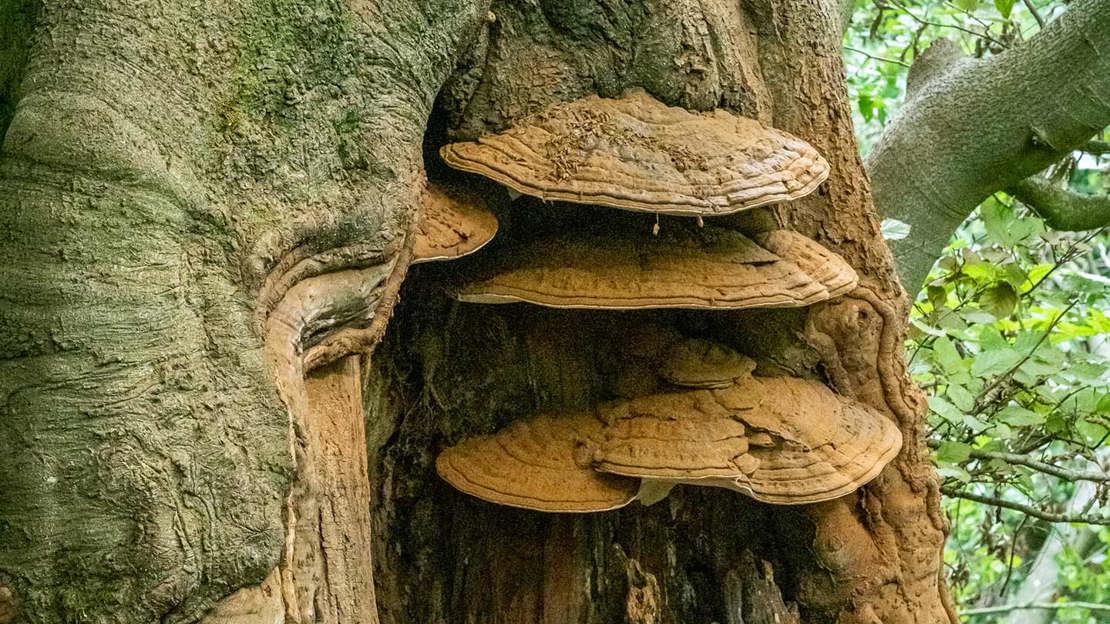 Troufel Churchdown Hill - Visiting Woods - Woodland Trust