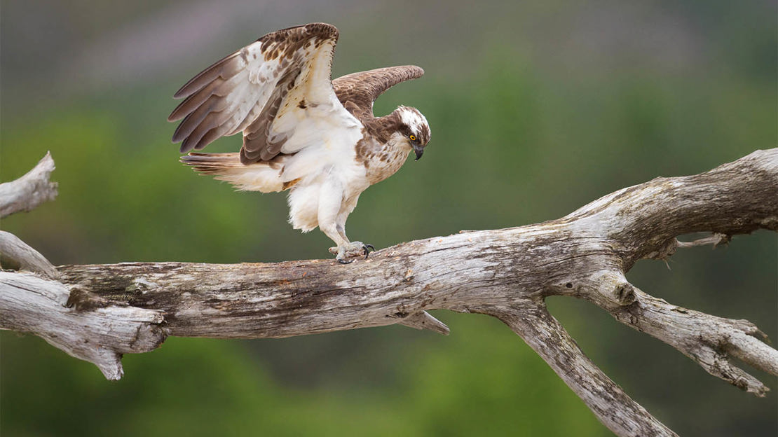 An osprey looking down as it lands on a tree branch