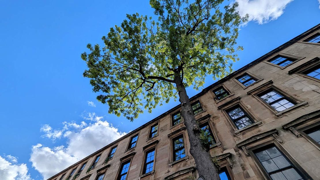 Argyle Street ash tree viewed from beneath, with the canopy against a clear sky.
