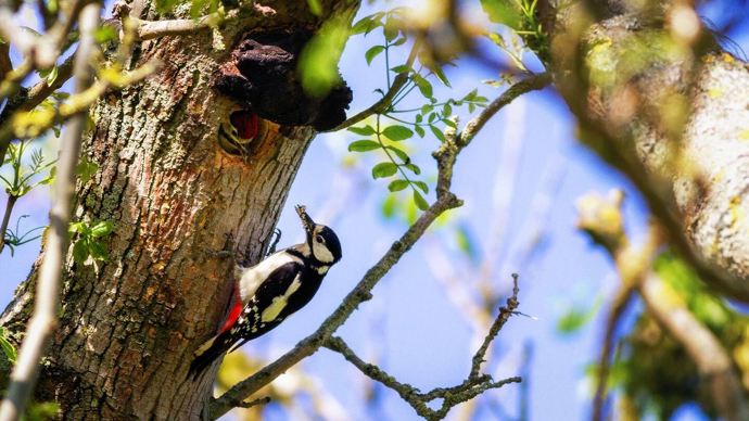 Female Greater Spotted Woodpecker With Food In Its Beak Approaching Woodpecker Chick In A Nesting Hole