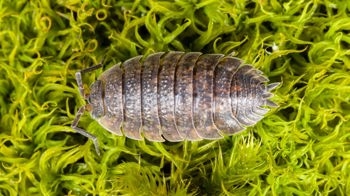Rough Woodlouse (Porcellio Scaber) On Moss Rough Woodlouse (Porcellio Scaber) On Moss